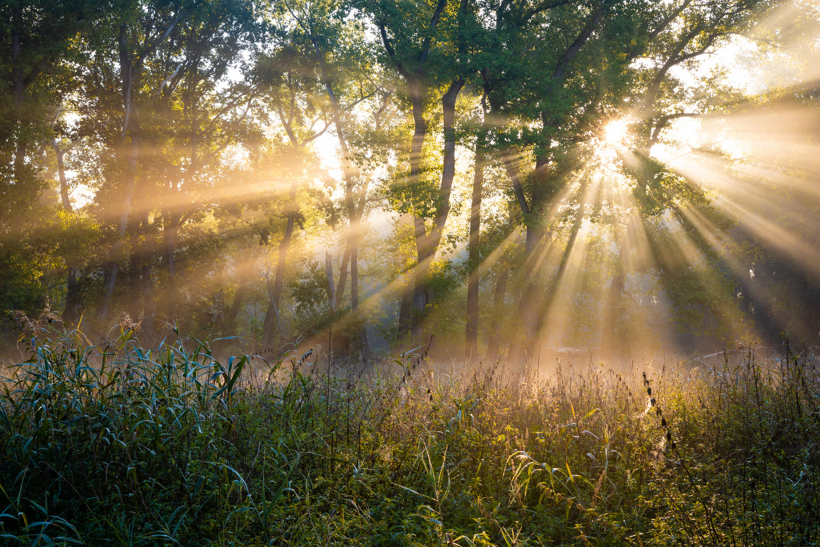 Herbstlichtdusche