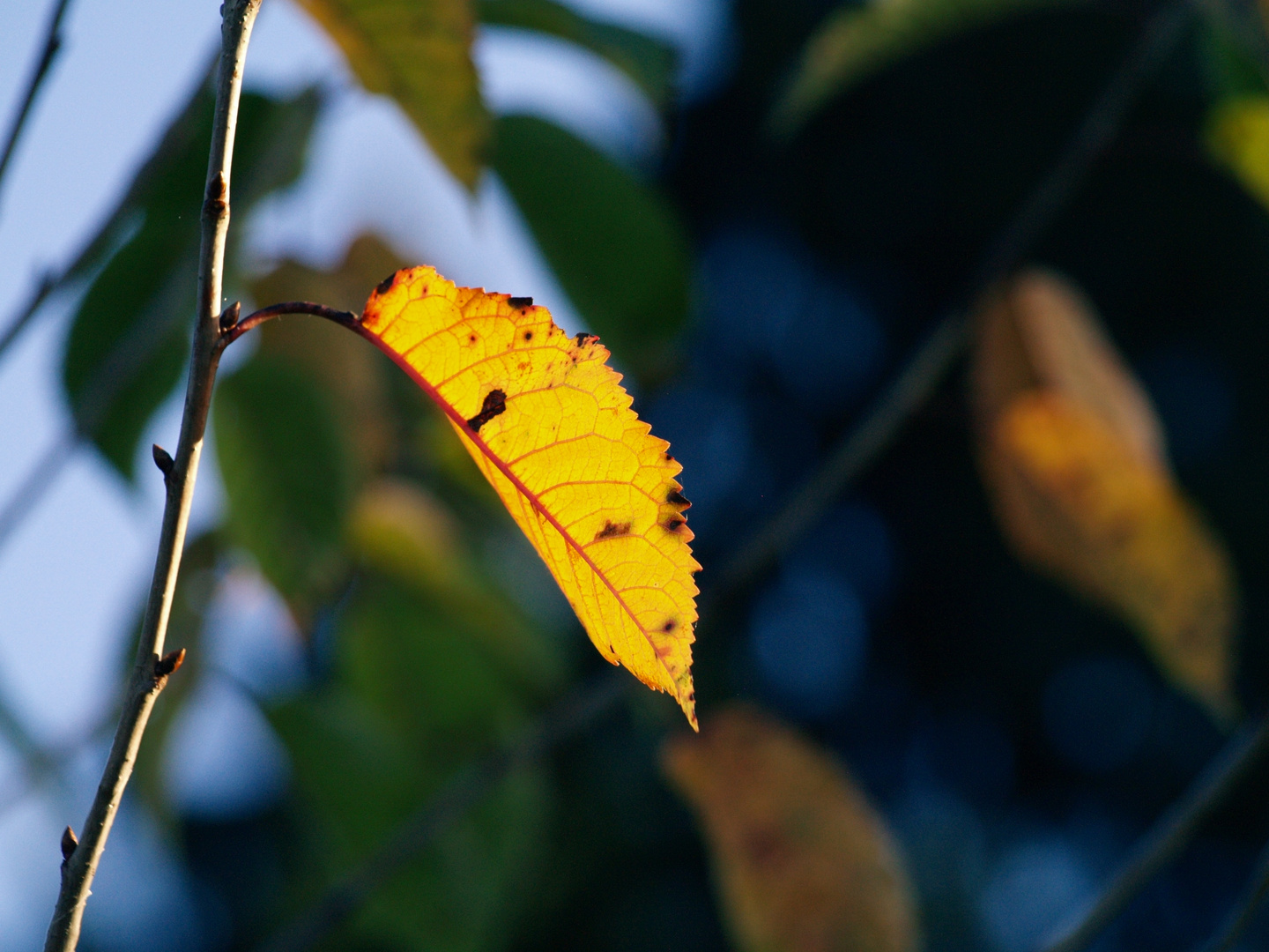 herbstlichter