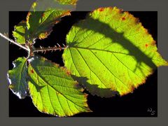 Herbstlichter