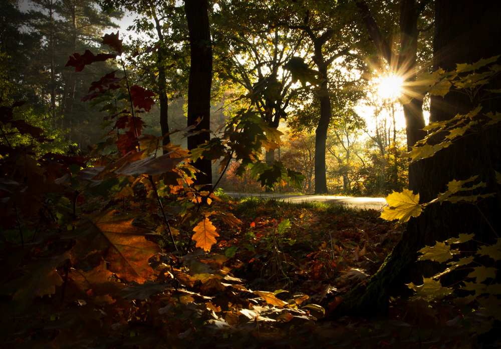 Herbstlichter