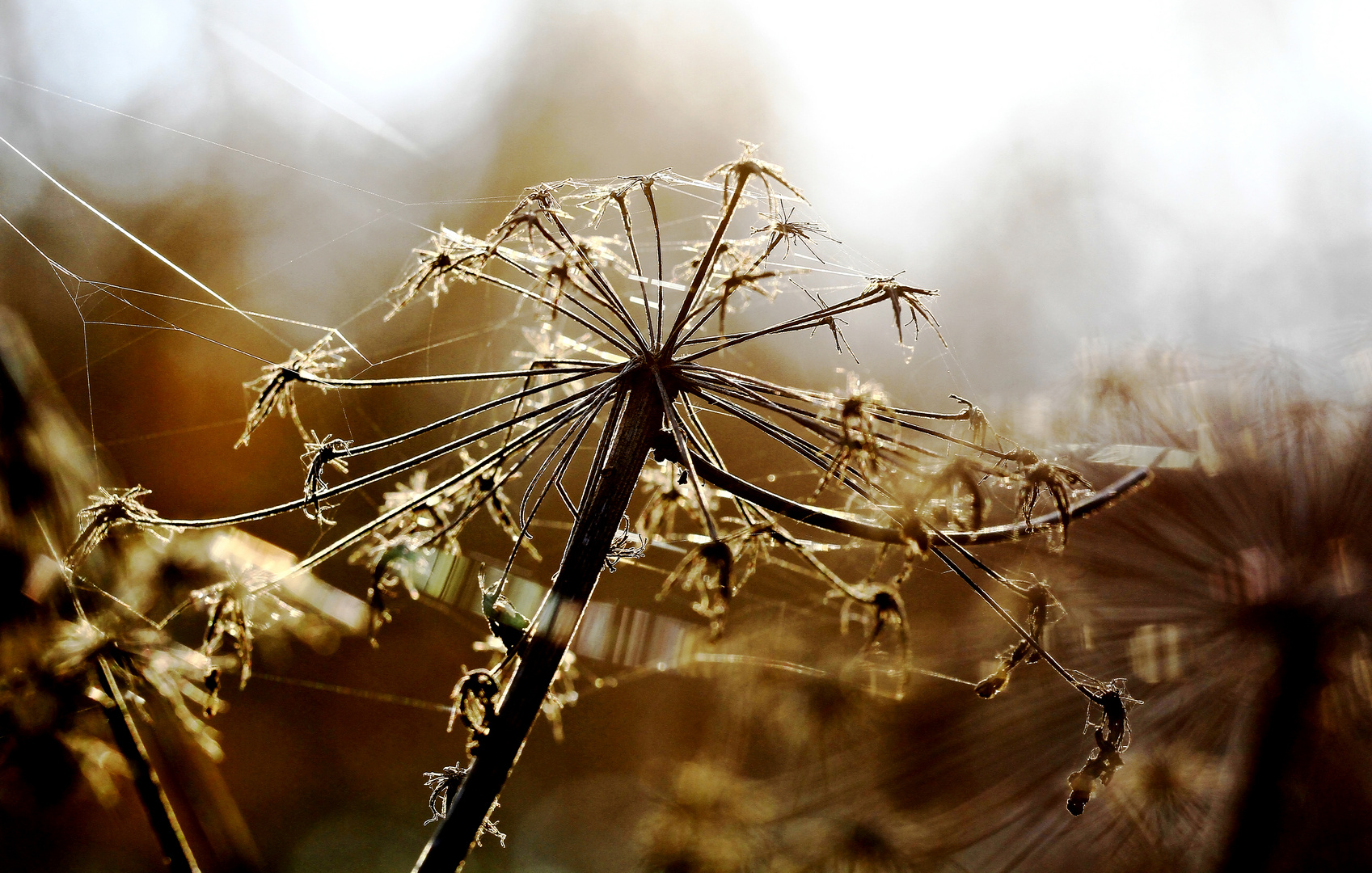 Herbstlichter