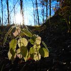 Herbstlichter