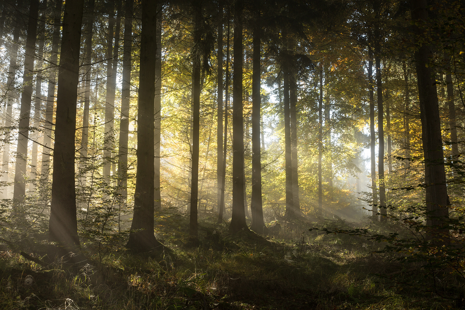 ***   Herbstlichter   ***