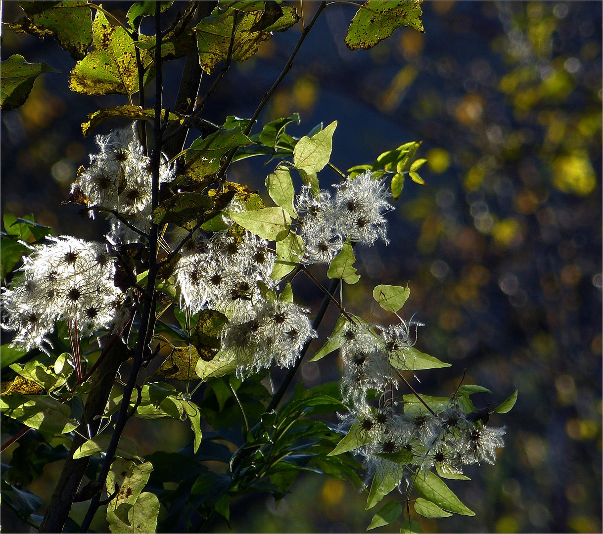 Herbstlichter **