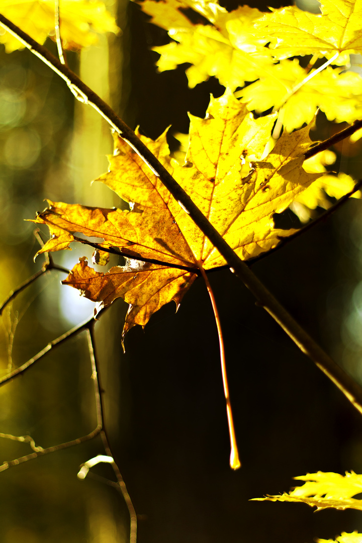 Herbstlichter