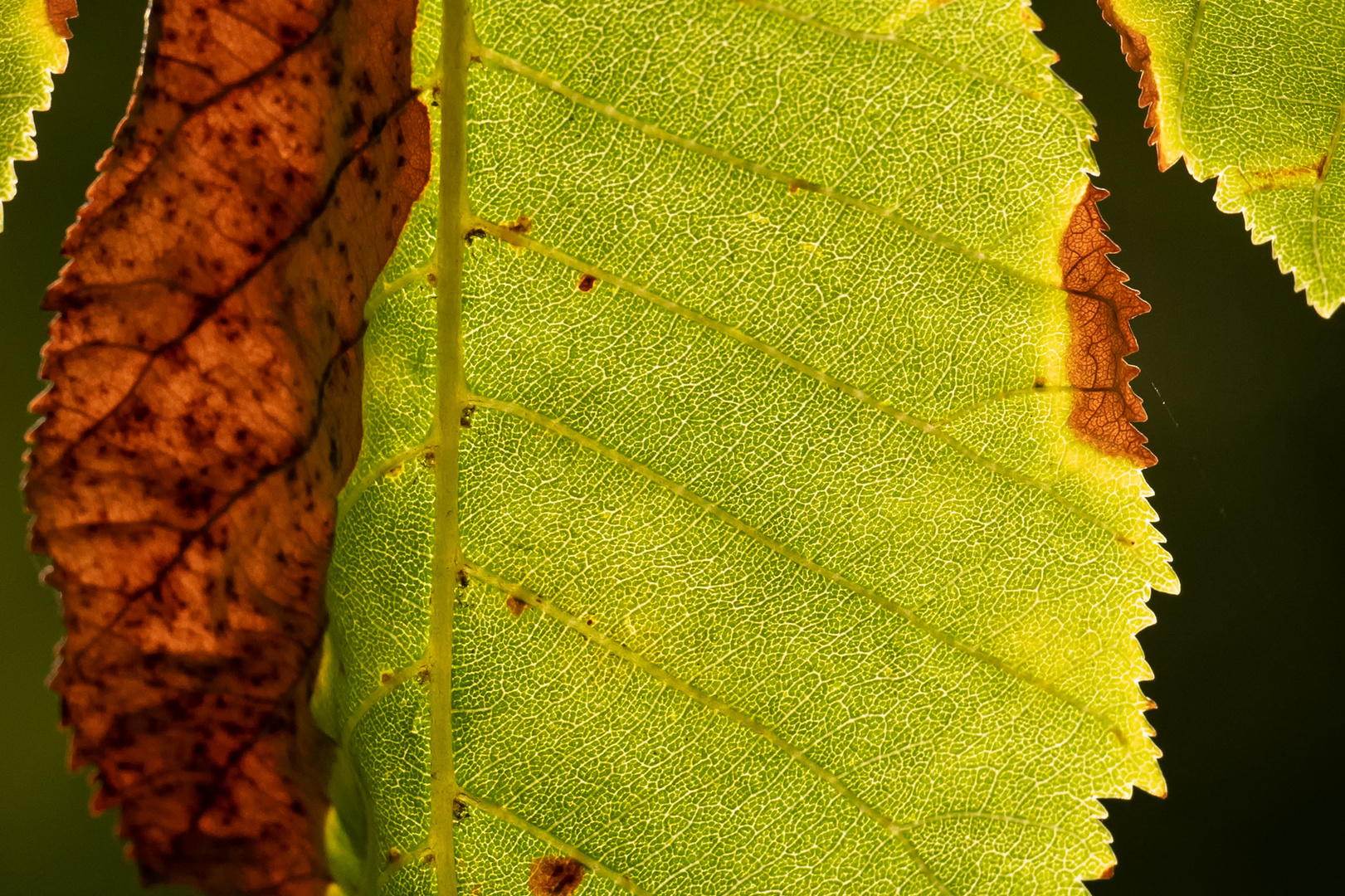 Herbstlichter . . .