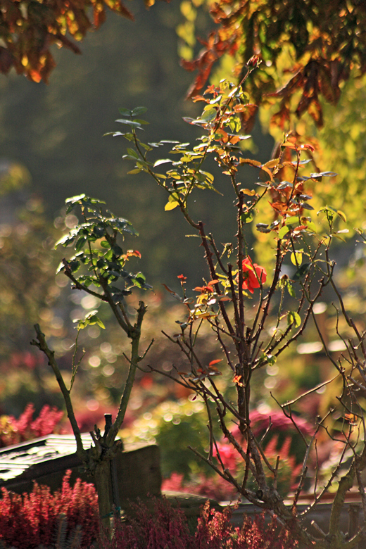 Herbstlichter