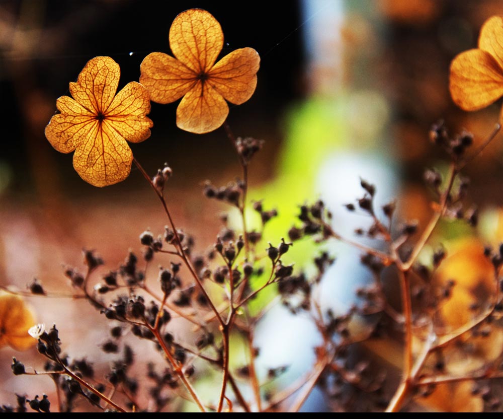 Herbstlichter