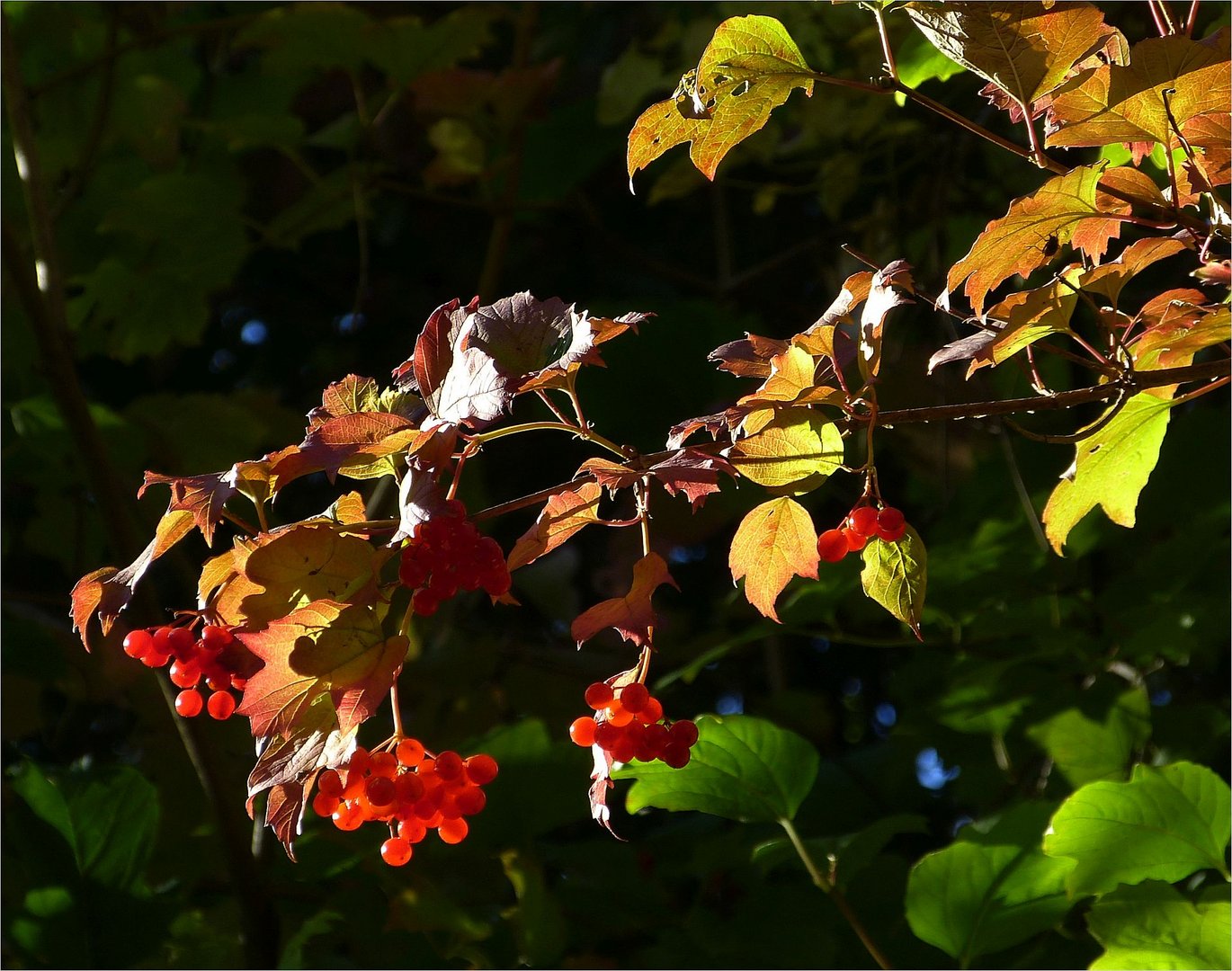 Herbstlichter * Foto & Bild | früchte beeren Bilder auf fotocommunity