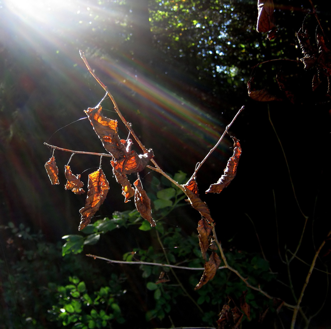 Herbstlichter