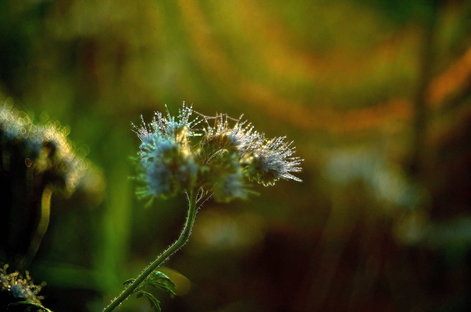 *herbst.lichter*