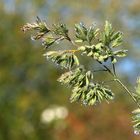 Herbstlichter