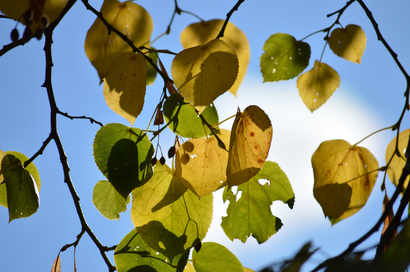 Herbstlichter