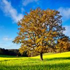 Herbstlichter im Westerwald