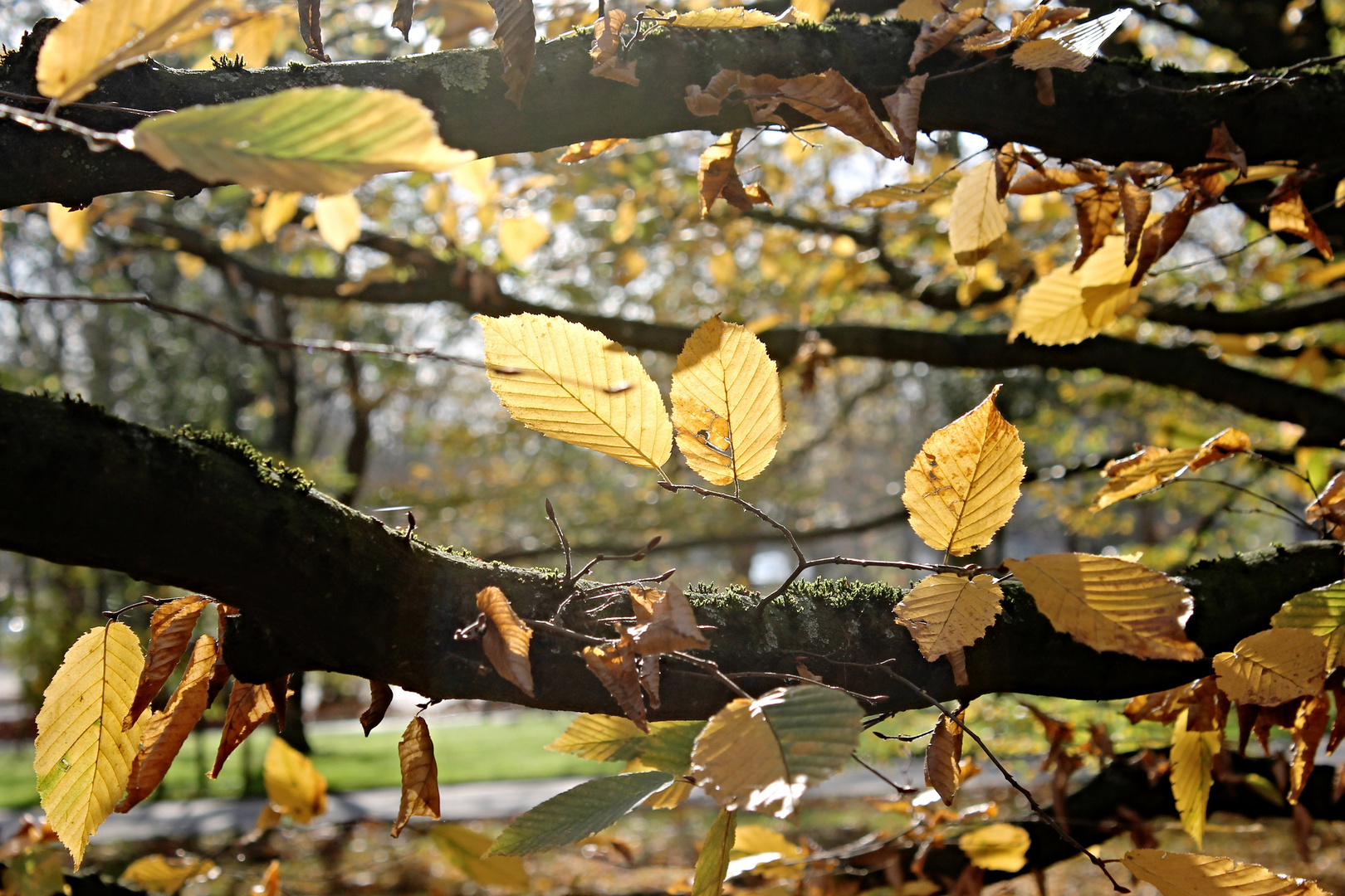 Herbstlichter und Farben