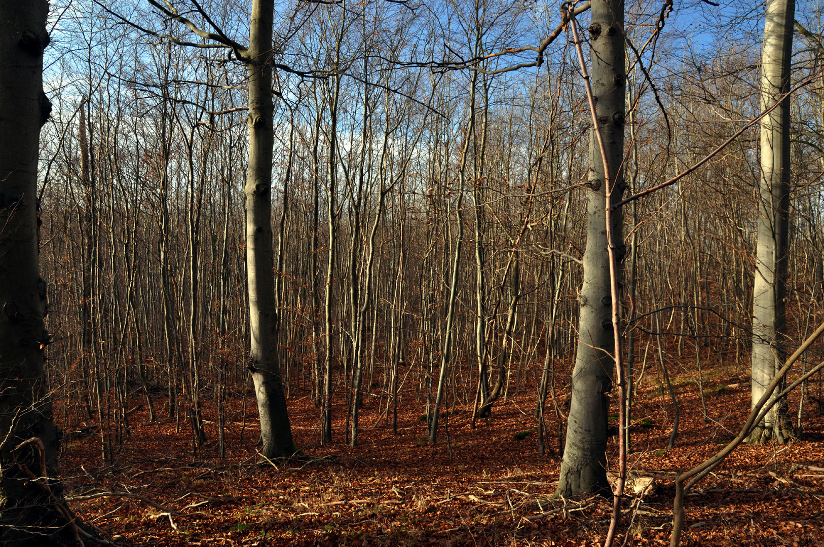 herbstlich(t)er Wald