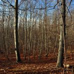 herbstlich(t)er Wald