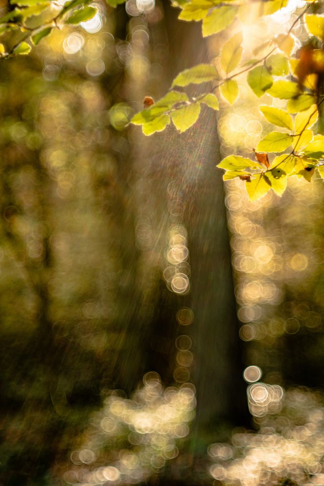 Herbstlichtperlen