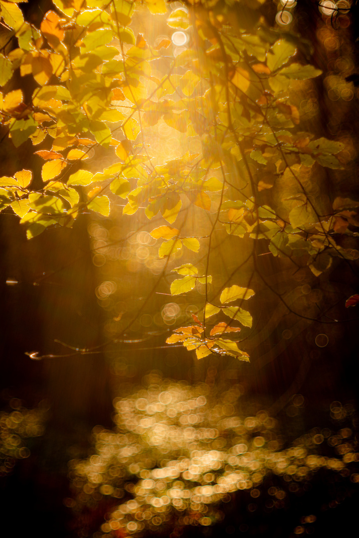 Herbstlichtperlen II