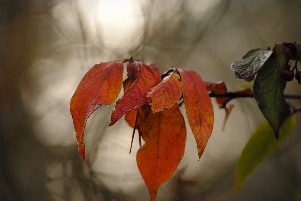 Herbstlichtspiel ....