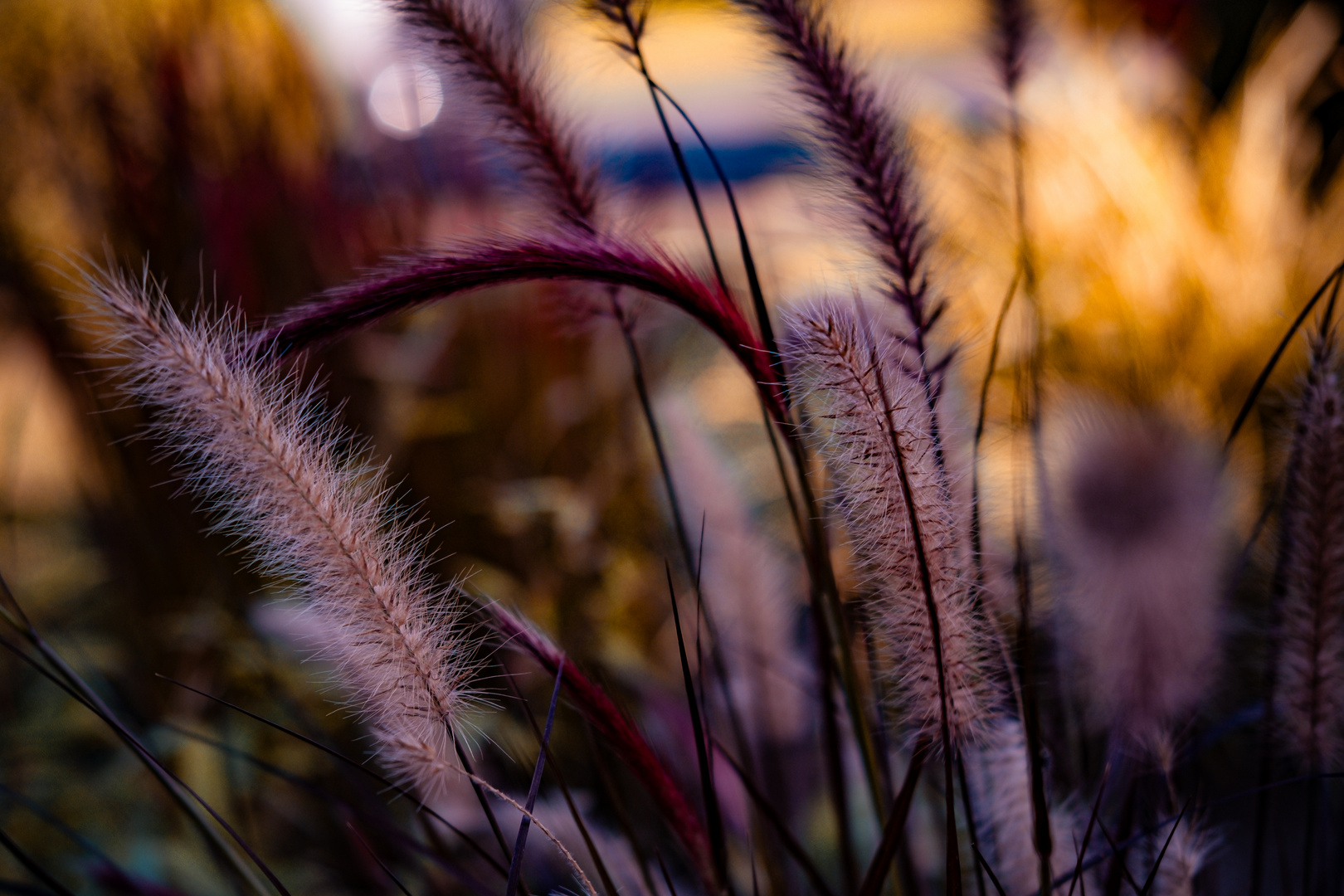 Herbstlicht(t)