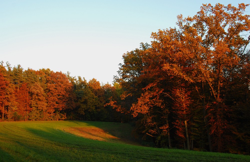 Herbstlichtung