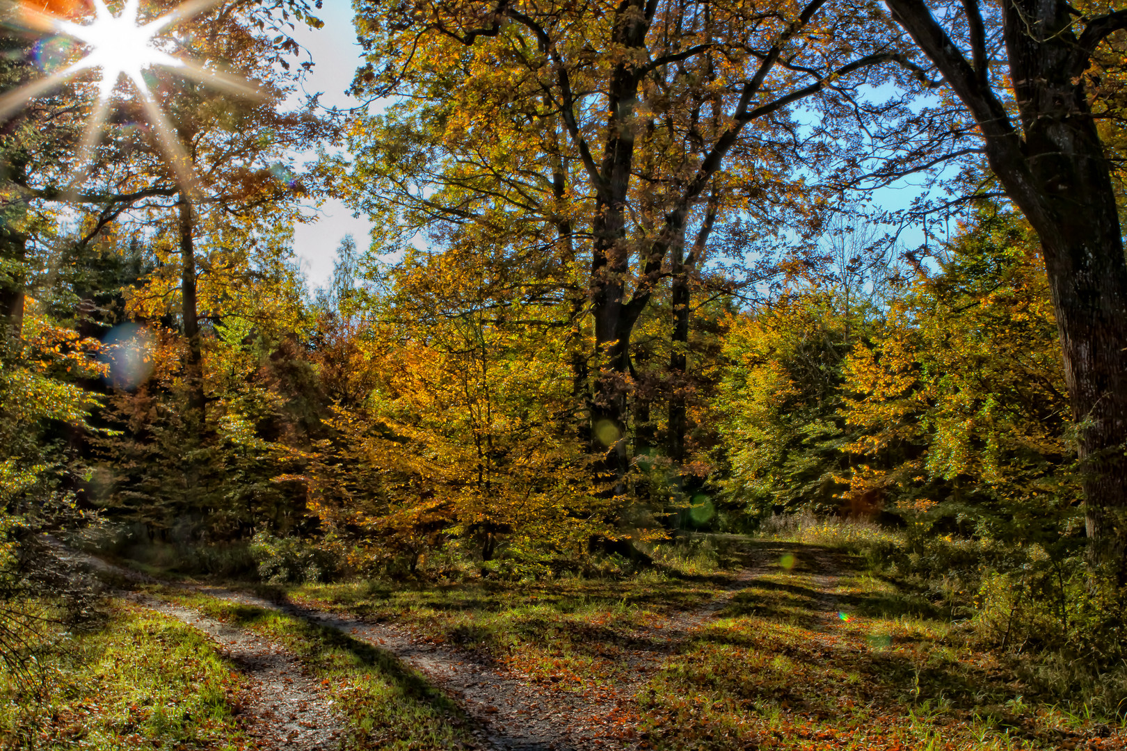 Herbstlichtung