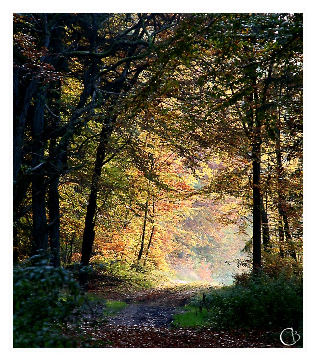 Herbstlichtung