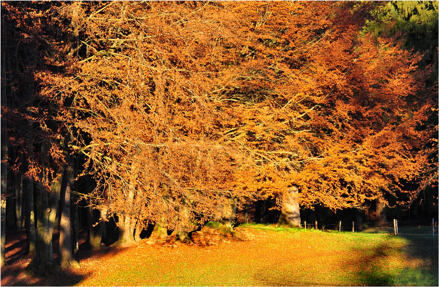 HERBSTLICHTUNG