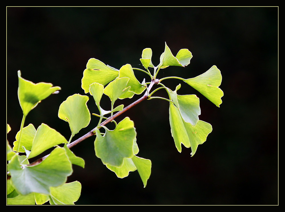 "Herbstlichzeit .."