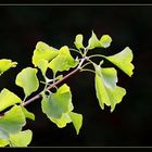 "Herbstlichzeit .."