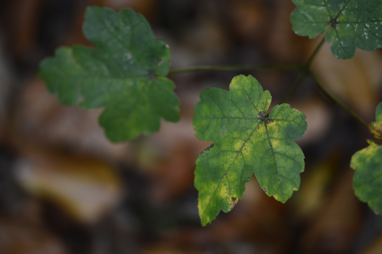 Herbstliebe