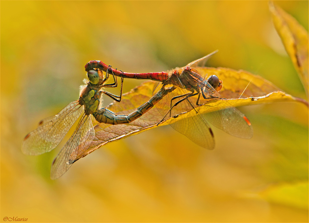 HERBSTLIEBE