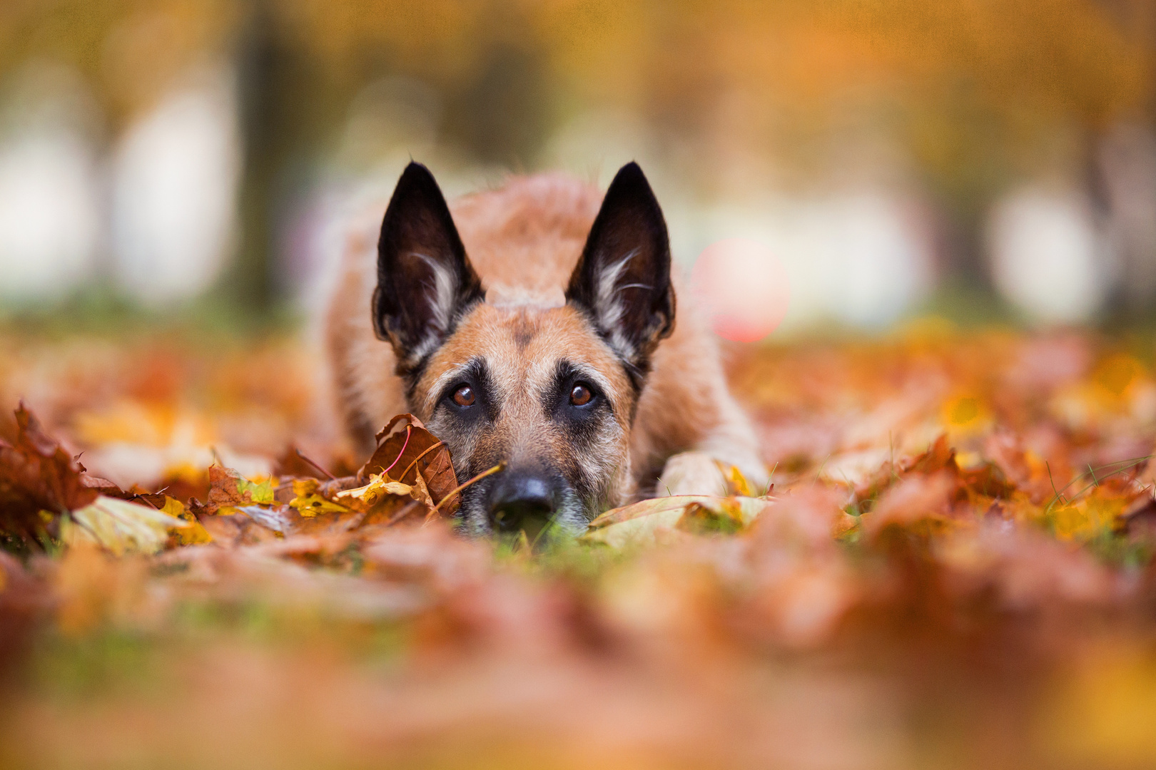 Herbstliebe 