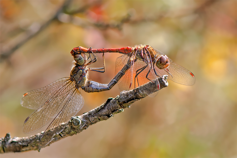 Herbstliebe