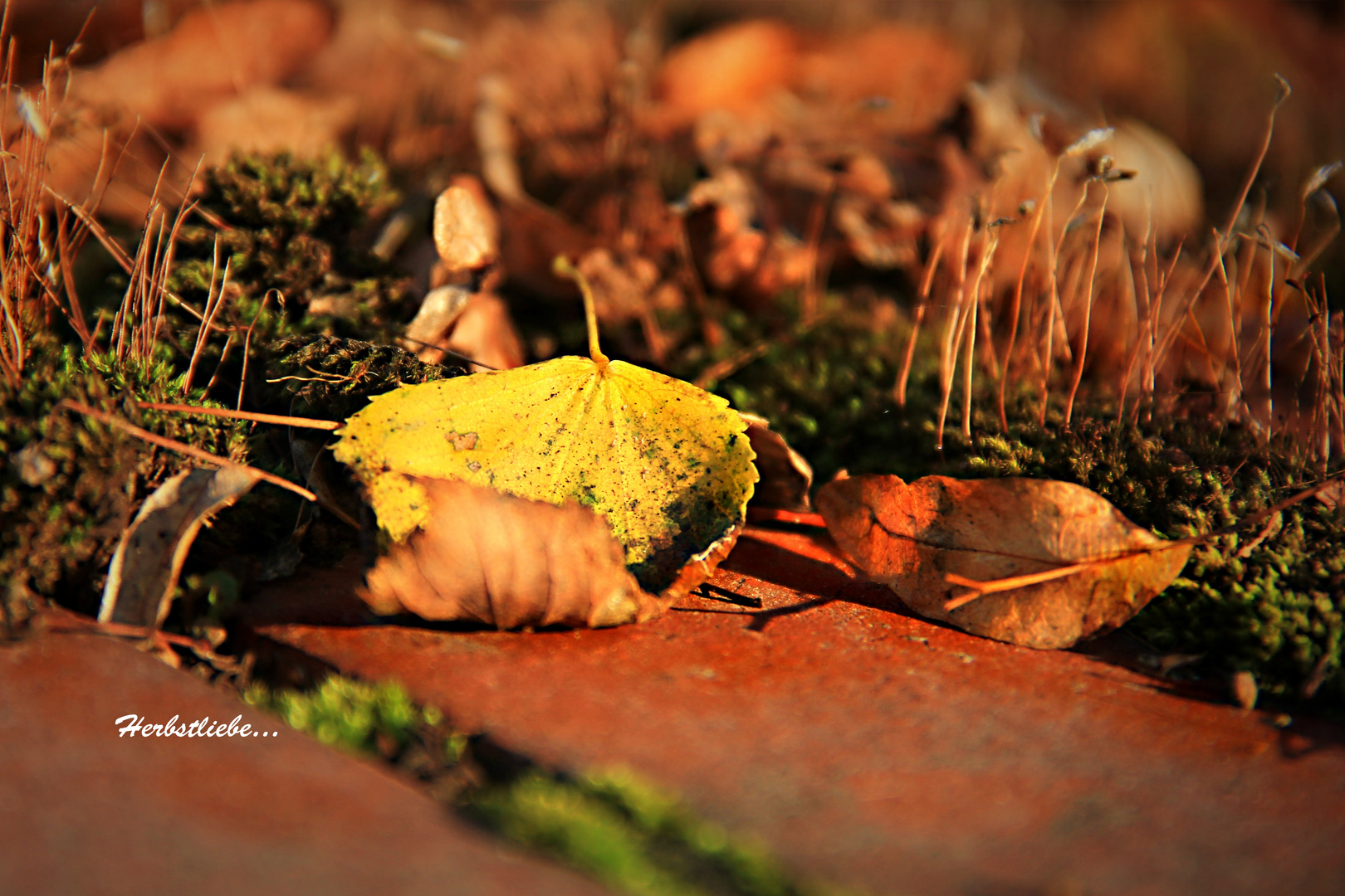 Herbstliebe...