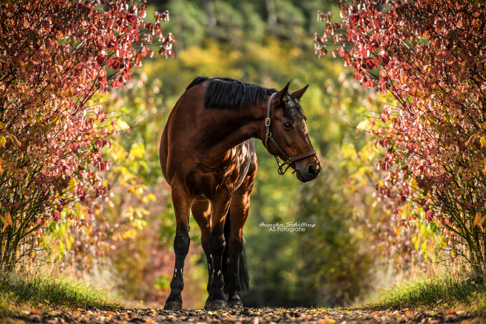 Herbstliebe