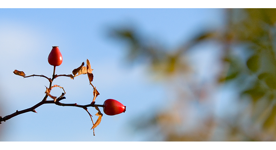 "Herbstliebe"