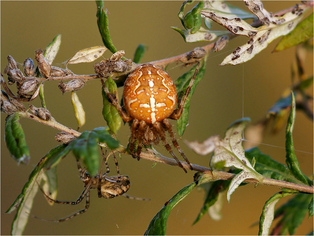 Herbstliebe -Doku -