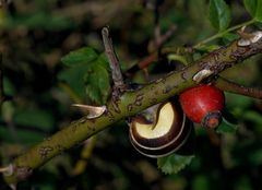 Herbstliebe