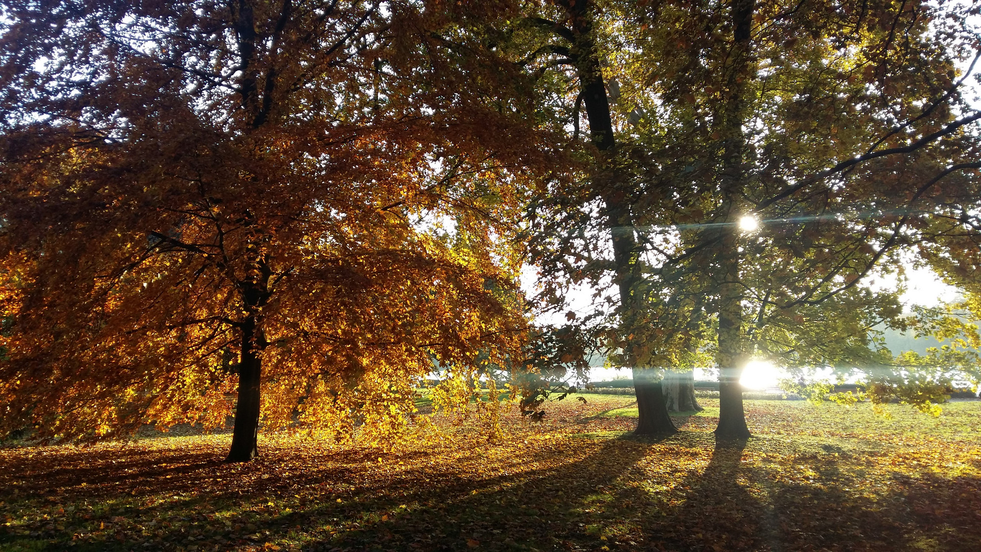 Herbstliebe in Frankfurt a.M.