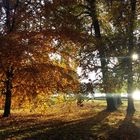 Herbstliebe in Frankfurt a.M.