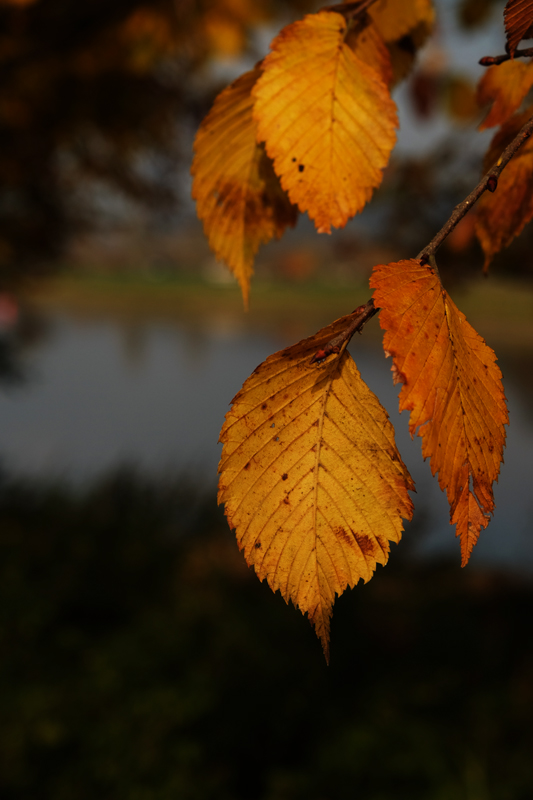 Herbstlied