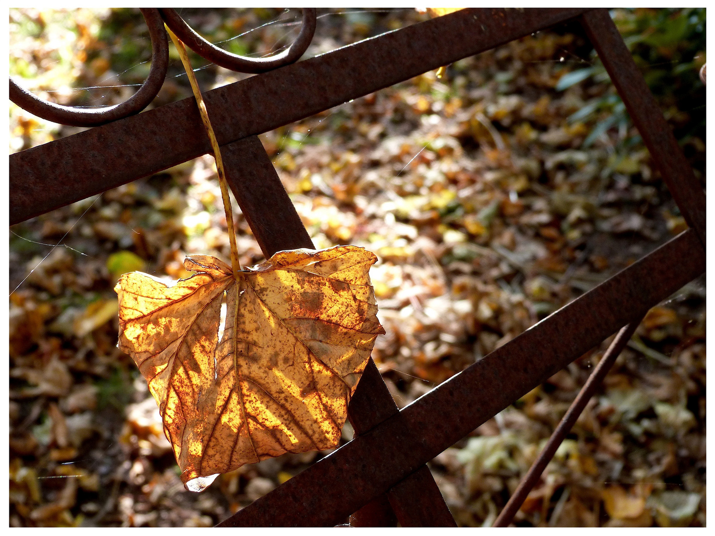 < Herbstlieder vom Blatt >