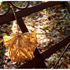 < Herbstlieder vom Blatt >