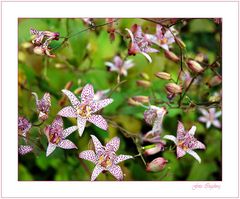 Herbstlilie  "Tigerstern"