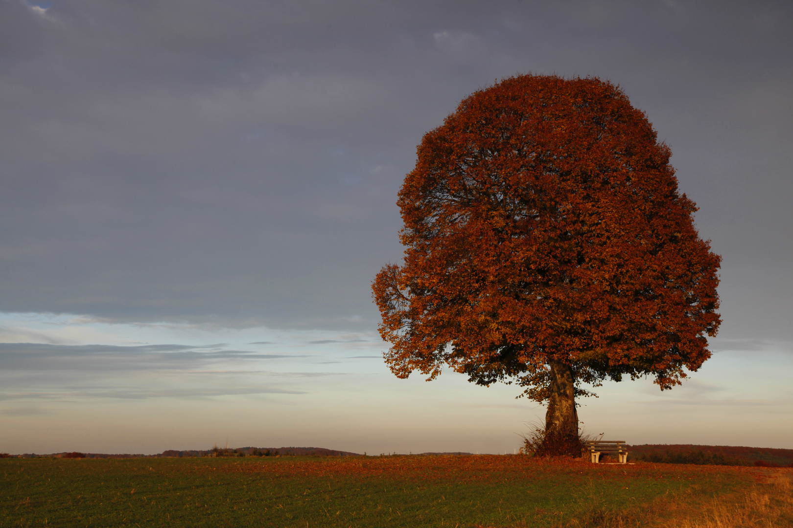 Herbstlinde