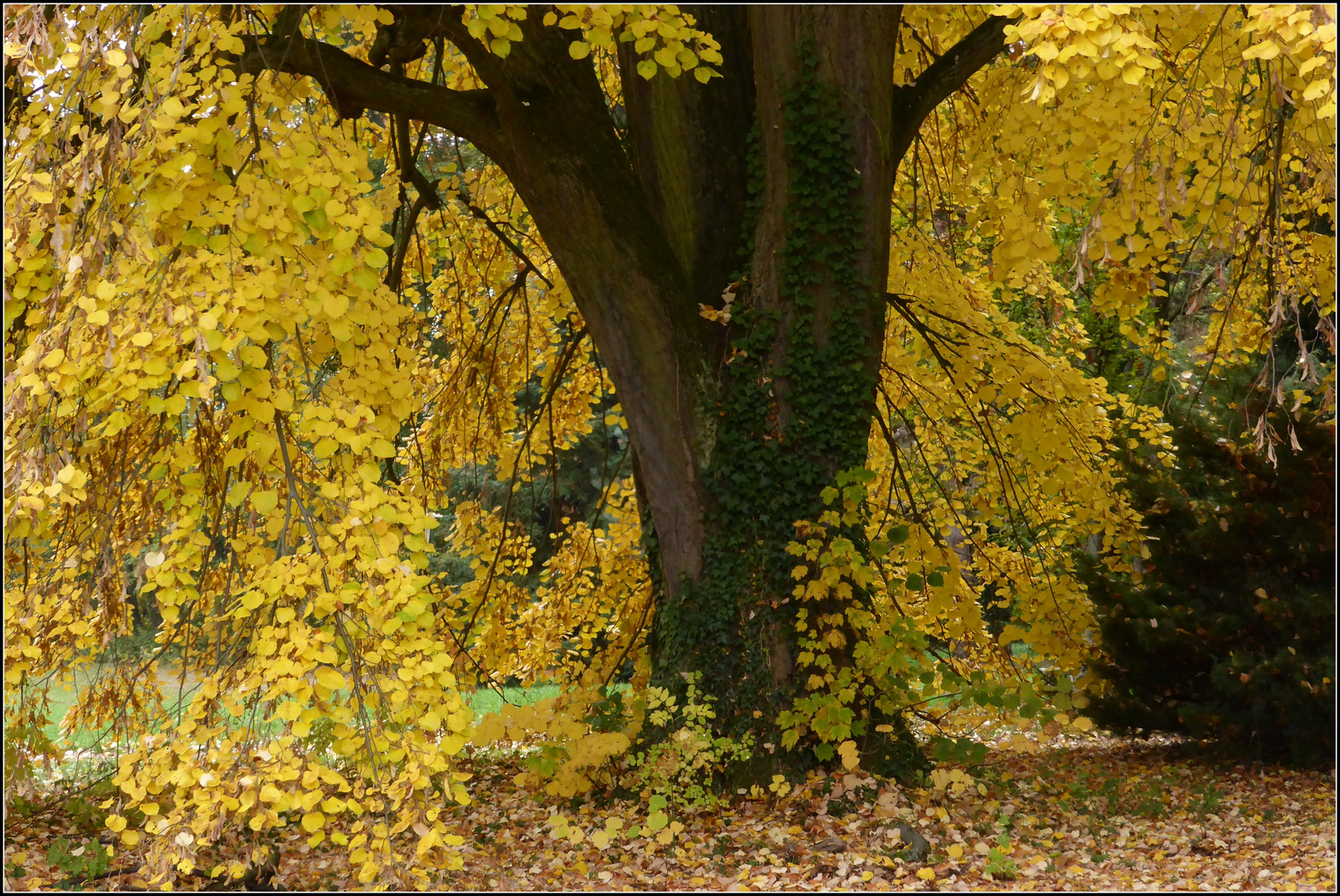 Herbstlinde