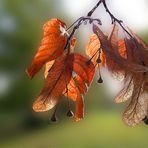 Herbstlinde