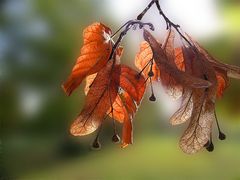 Herbstlinde